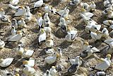 Australasian Gannet